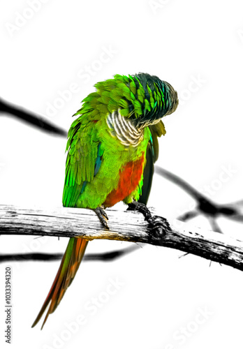 Portrait of a grey-breasted parakeet. Bird with colorful plumage close-up. Pyrrhura griseipectus.
 photo