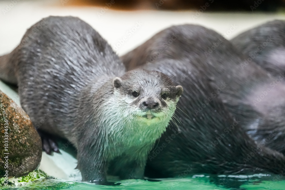 Portrait of an otter. Aonyx cinereus. Small-clawed otter. Animal in close-up.
Portrait of an otter. Aonyx cinereus. Small-clawed otter. Animal in close-up.