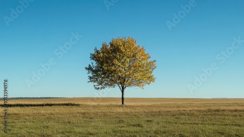 Serene Beauty of Nature: Lone Maple Tree in Vast Meadow under Clear Blue Sky