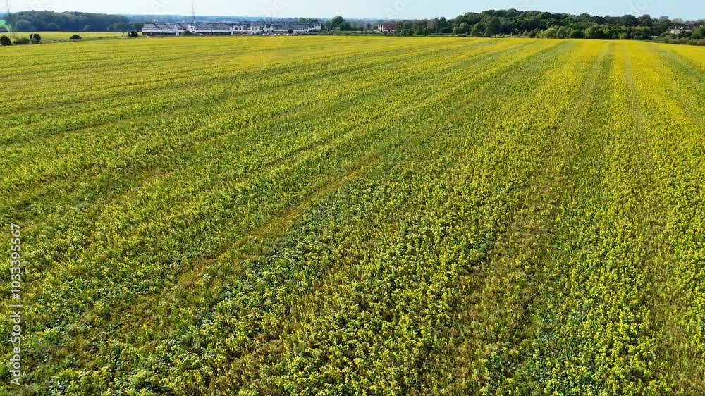 Aerial view of a sunflower field in full bloom. Bright yellow flowers stretch to the horizon, swaying gently in the breeze under the midday sun. Aerial view of a sunflower field in full bloom. Bright yellow flowers stretch to the horizon, swaying gently in the breeze under the midday sun.