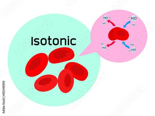 Isotonic-Water (H2O) diffuses into red blood cell resulting from Osmotic pressure as water balance in animal cells.
