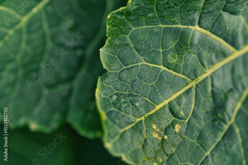 Green leaf with water droplets on a plant, showing detailed vein structure