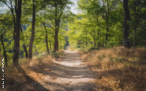 path in the forest