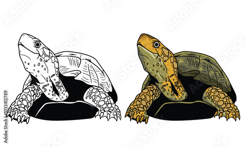 a green turtle mixed with yellow