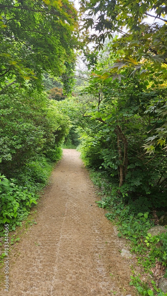 A gentle path in the deep forest A gentle path in the deep forest