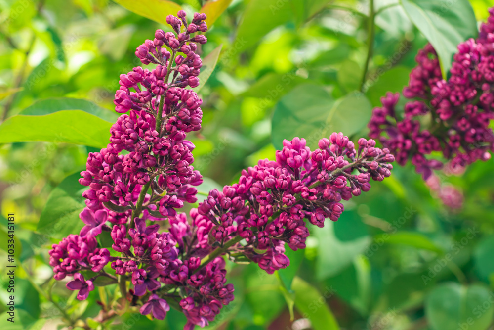 Obraz premium Lilac Branch Blooms in Spring at Daytime - Close-Up, Selective Focus, Soft Bokech. Violet Spring Flowers with Soft Aroma. Spring and Summer Gardening. Lilac Blossom. Purple Lilac Bush