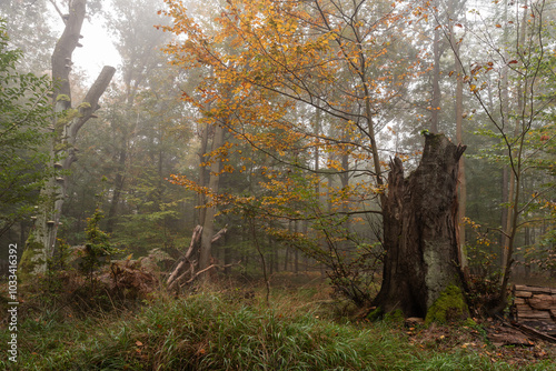 Las Murckowski jesienią, stare drzewa bukowe, mglisty jesienny poranek.  photo