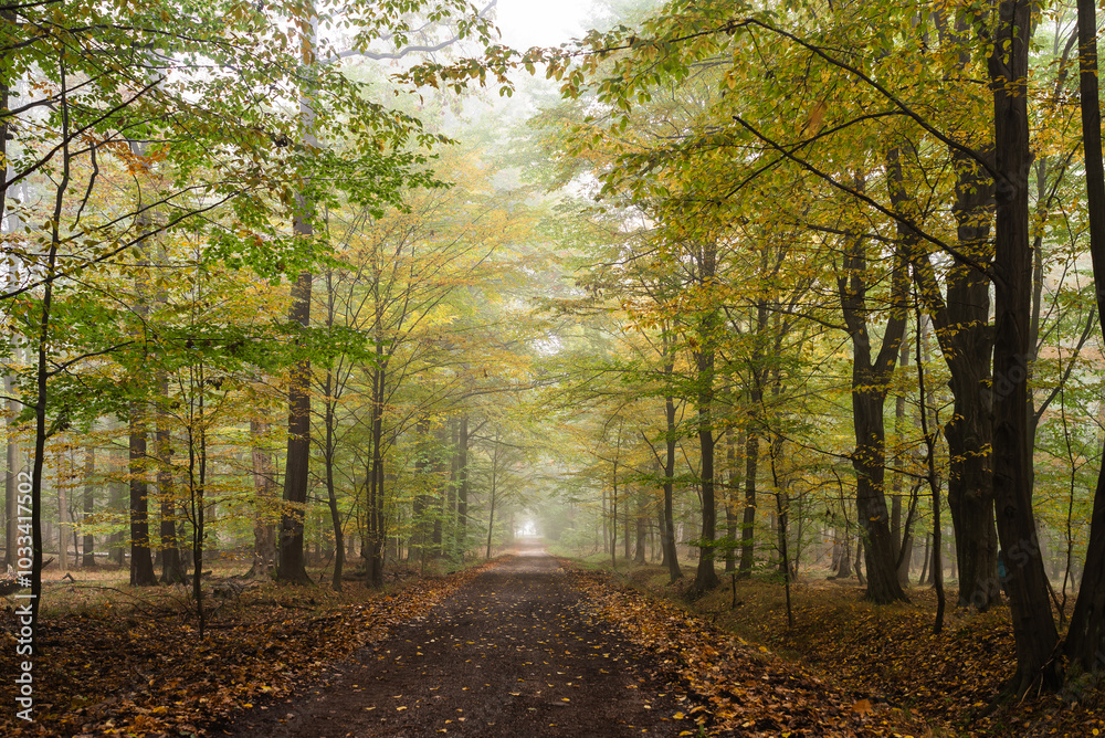 Fototapeta premium Las Murckowski jesienią, jesienna droga, mglisty jesienny poranek. 