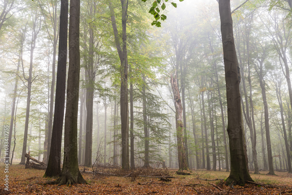 Las Murckowski jesienią, stare drzewa bukowe, mglisty jesienny poranek. Las Murckowski jesienią, stare drzewa bukowe, mglisty jesienny poranek.