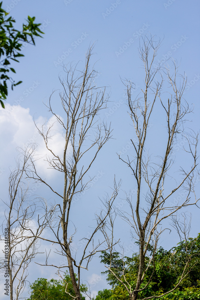 Obraz premium A thin tree with thin branches against a blue sky and white clouds