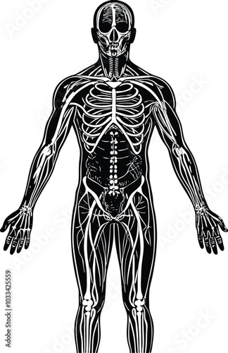 Full human body with all internal organs, including the skeletal, muscular, nervous, circulatory, respiratory, digestive, endocrine, immune system vector illustration