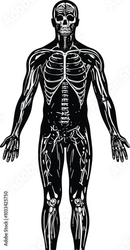 Human body with all internal organs, including the skeletal, muscular, nervous, circulatory, respiratory, digestive, endocrine, immune system vector illustration