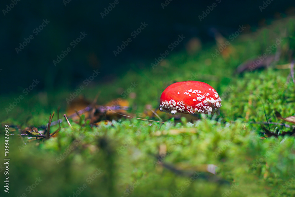 Young Amanita Muscaria, Known as the Fly Agaric or Fly Amanita: Healing and Medicinal Mushroom with Red Cap Growing in Forest. Can Be Used for Micro Dosing, Spiritual Practices and Shaman Rituals Young Amanita Muscaria, Known as the Fly Agaric or Fly Amanita: Healing and Medicinal Mushroom with Red Cap Growing in Forest. Can Be Used for Micro Dosing, Spiritual Practices and Shaman Rituals