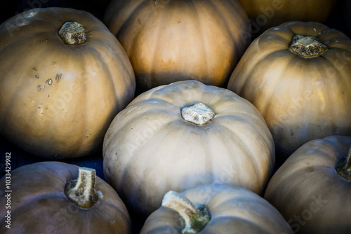 Butter Lamp, Speisekürbis, Kürbis, Cucurbita maxima, Herbstgemüse, Erntezeit, Herbstmarkt, Herbst, Herbstfarben, Nordwestschweiz, Schweiz photo