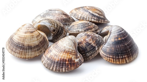 Asari clams on a white background. 