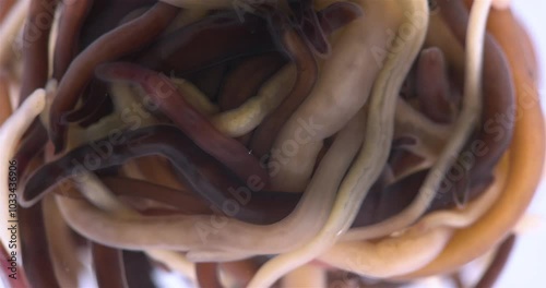 Colony of different Nemertea worms: Amphiporus lactifloreus, Lineus ruber, Lineus viridis. Predators, live in the littoral under stones. White Sea