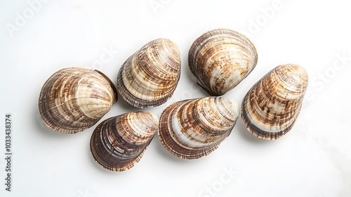 Asari clams on a white background. 