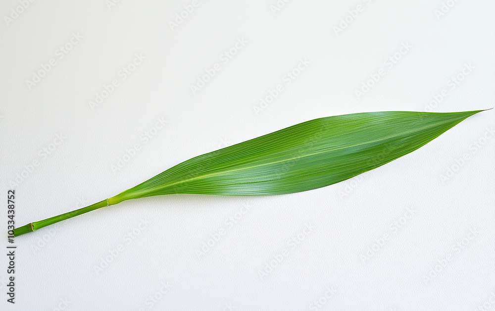 Obraz premium Leaf on White Background