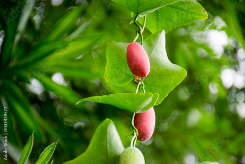 Ivy gourd Red and Green Fruit on Vine , Coccinia grandis Voigt or Cucurbitaceae with red fruits that grows in the garden. photo