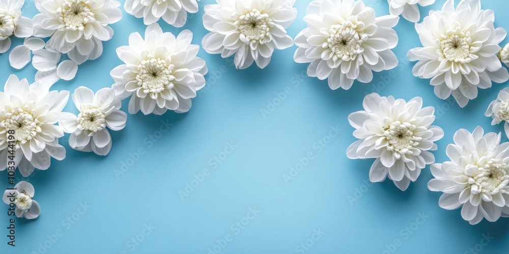 White chrysanthemum flowers are bordered on a blue background. White chrysanthemum flowers are bordered on a blue background.
