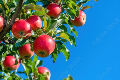 An apple tree in full bloom, laden with ripe, red apples ready for picking, with a clear blue sky in the background, capturing the peak of apple harvesting season. photo