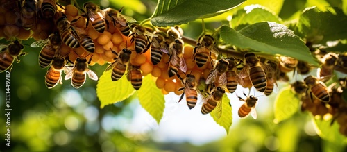 Swarms of bees swarming in their hives on tree branches in the garden. photo