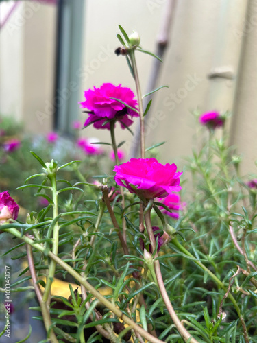 Red, white, pink Portulaca grandiflora or moss rose purslane flower white moss rose purslane photo