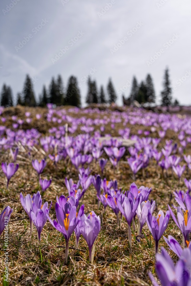 Obraz premium Vertical postcard view of the mountain slopes covered with purple crocuses, Slovenia 