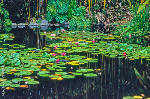 Obraz na płótnie Water Lily w salonie