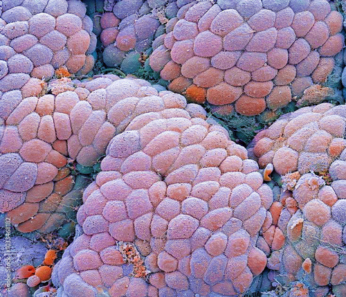 Stomach lining, SEM