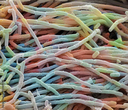 Bacillus megaterium bacterial colony
