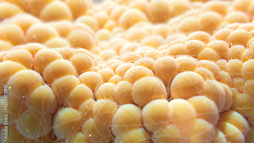 Fat cells, illustration