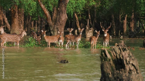 A group of spotted deer feeding during the high tidal water in the Sundarbans.4K 60p footage. photo