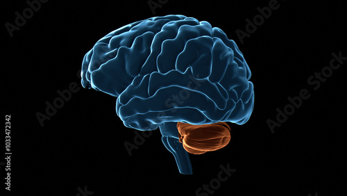 Human brain cerebellum, illustration