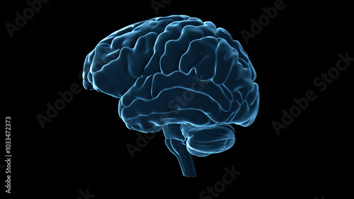 Human brain, illustration