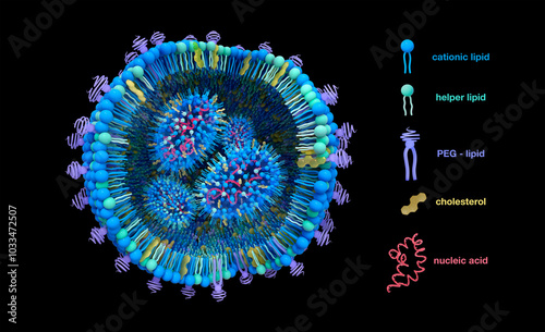 Lipid nanoparticle structure, illustration photo
