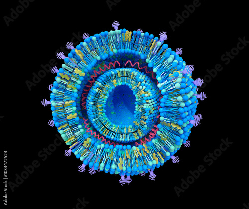 Cationic lipoplex structure, illustration