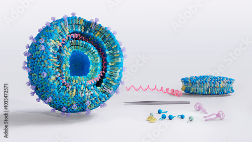 Cationic lipoplex structure, illustration