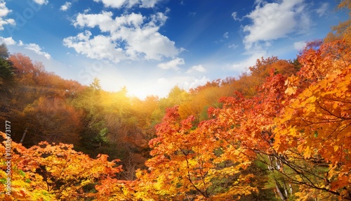 青空の下紅葉したカエデの林