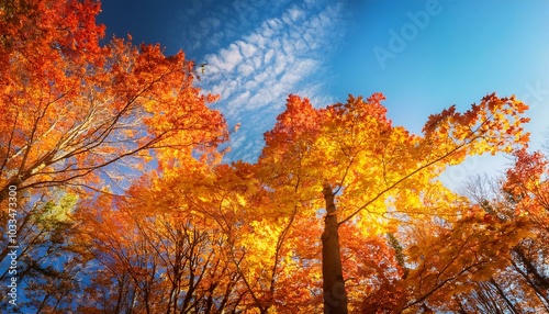 青空の下紅葉したカエデの林