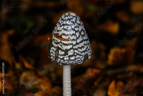 mushroom in the forest