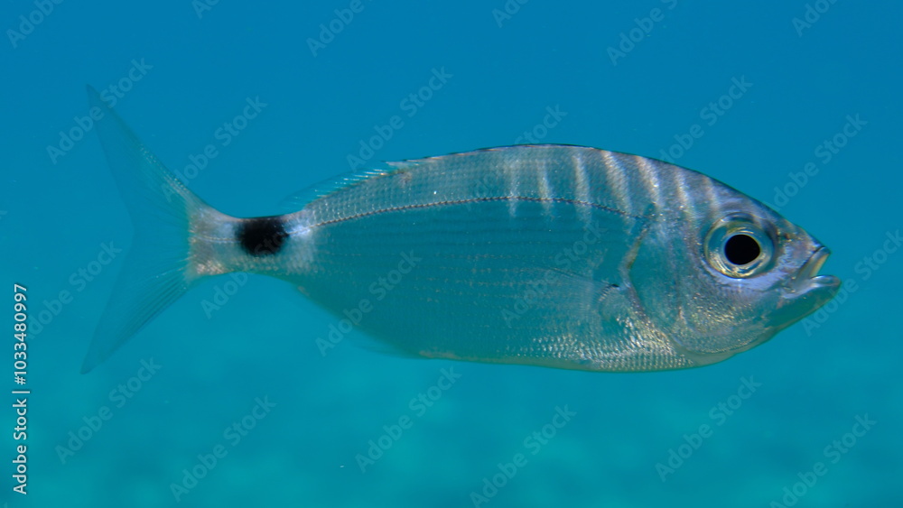 Saddled seabream or saddled sea bream, saddle bream, oblade (Oblada melanurus) undersea, Aegean Sea, Greece, Halkidiki, Pirgos beach