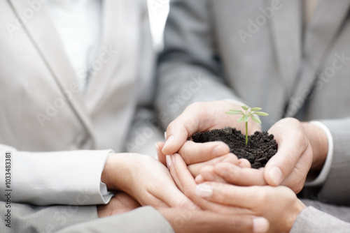 Business, employees and hands with plant at office for eco friendly, carbon footprint and green environment ideas. Closeup, people and together on synergy with crop for earth day, growth and future photo