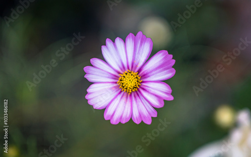 flower in the garden