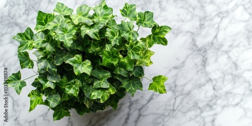 Ivy plant viewed from above on a marble background.