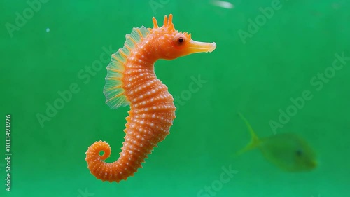 Orange Seahorse Underwater Elegance 