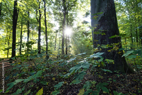 Wald, Baum, Forest, Sonne, Herbst Shinrin Yoku, Tree, Herbst, Autumn, Waldbaden, green, landschaft, holz, herbst, blatt, pfad, gehen, laub, natur, way, baum, sonnenlicht, dschungel, 