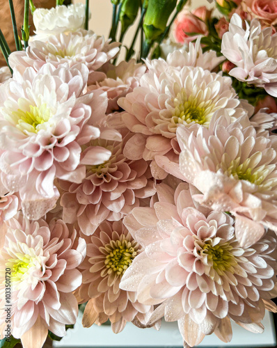 bouquet of pink delicate chrysanthemum flowers photo macro photo