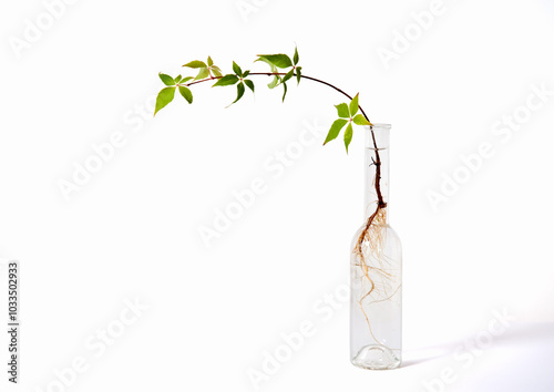 Fuchsia Root System in Glass Bottle