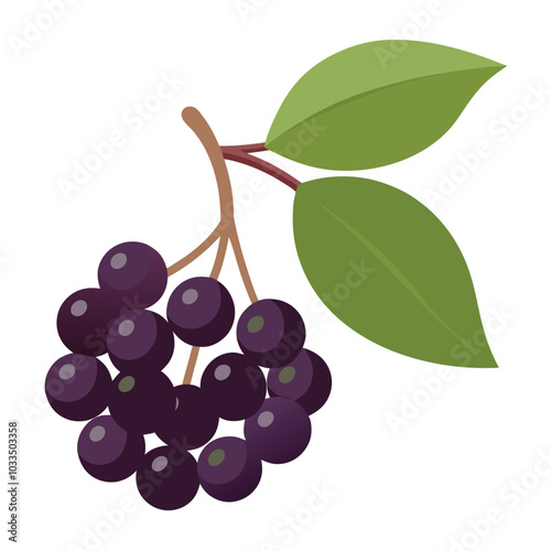 Juicy Elderberry vector illustration isolated on a white background